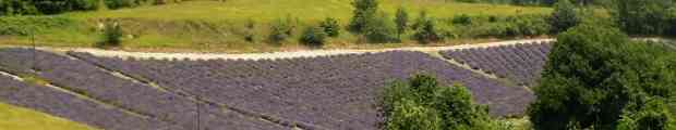 La mietitura e lo spirito del grano